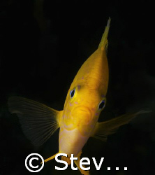 Hello Damsel.. by Steve De Neef 